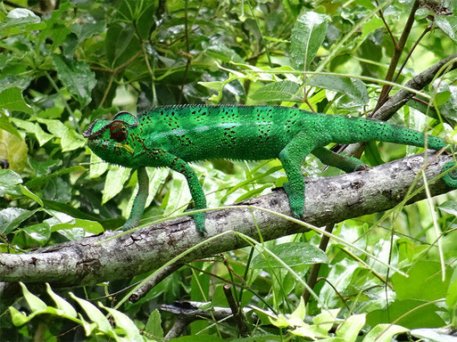 Lézard Péï