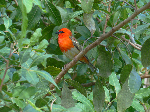 Cardinal