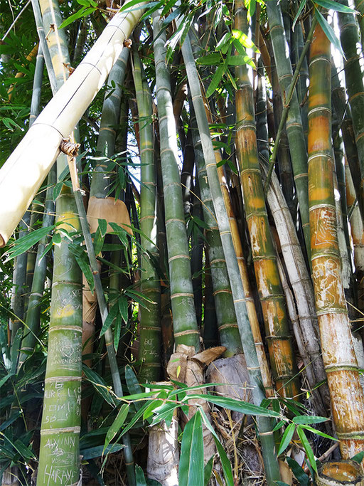 Bambous géants