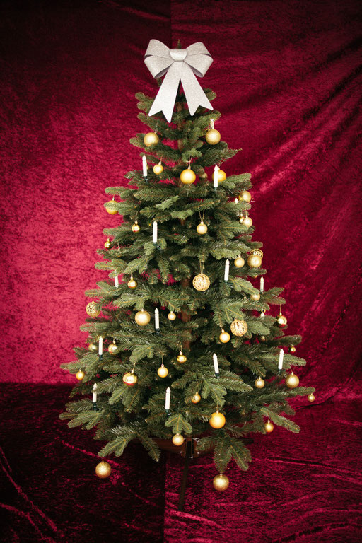 Weihnachtssetting Baum vor rot Studio 2