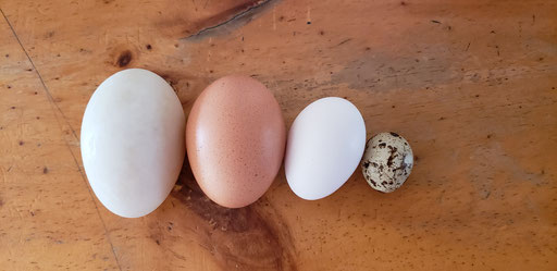 Eier von Ente, Legehuhn, Zwerghuhn und Wachtel