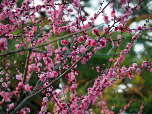 Kyoto Imperal Garden