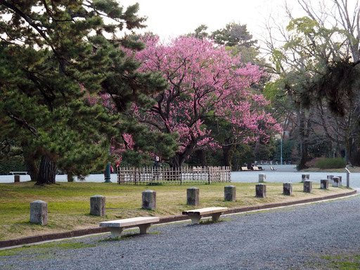 Kyoto Imperal Garden