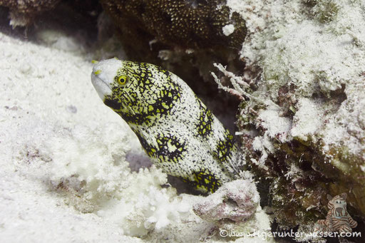 Sternfleckenmuräne / snowflake moray / Echidna nebulosa / Fanadir Nord - Hurghada - Red Sea / Aquarius Diving Club