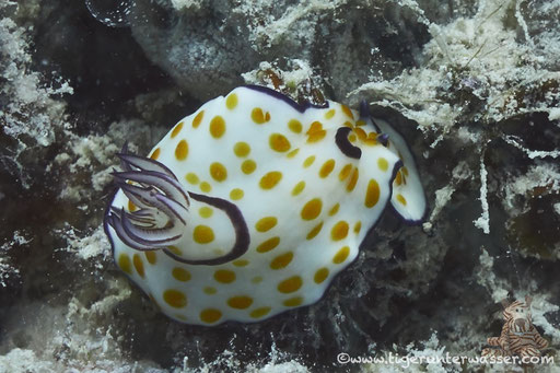 Ringel Sternschnecke / Chromodoris annulata / - Hurghada - Red Sea / Aquarius Diving Club