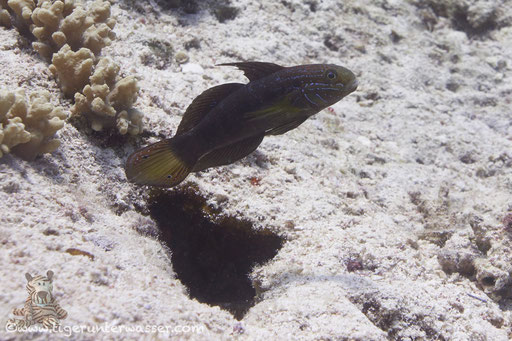 Grüne Grundel / Butterfly goby / Amblygobius albimaculatus / Hurghada - Red Sea / Aquarius Diving Club