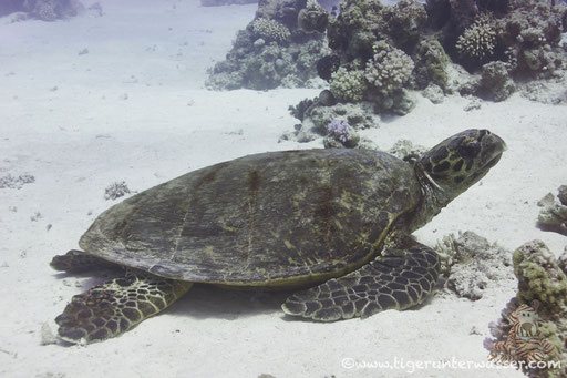 Echte Karettschildkröte / hawksbill sea turtle / Eretmochelys imbricata / Abu Ramada South - Hurghada - Red Sea / Aquarius Diving Club