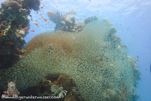 Godda Abu Galawa / Hurghada - Red Sea / Aquarius Diving Club