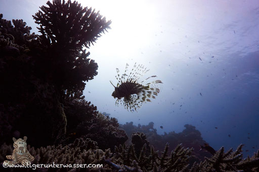 Carless Reef / Hurghada - Red Sea / Aquarius Diving Club