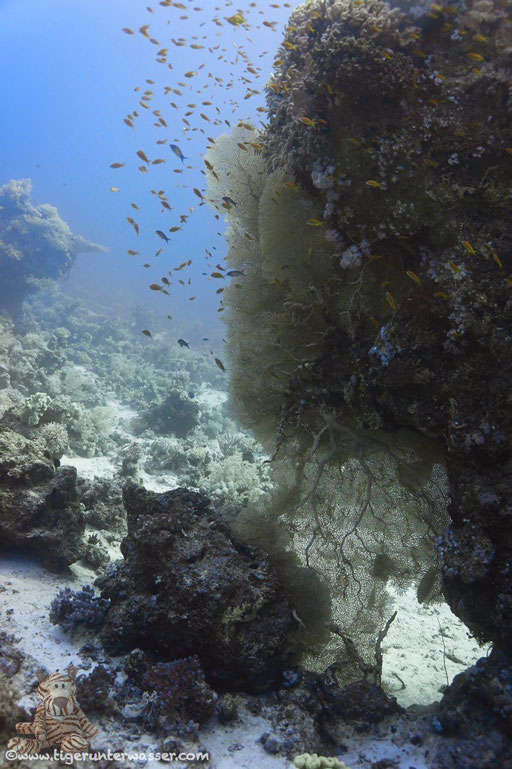 Carless Reef / Hurghada - Red Sea / Aquarius Diving Club