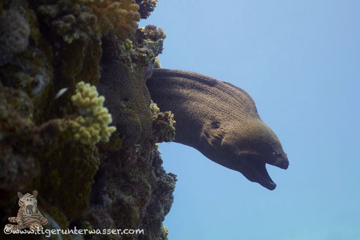 Riesenmuräne / giant moray / Gymnothrax javanicus / Godda Abu Ramada East - Hurghada - Red Sea / Aquarius Diving Club