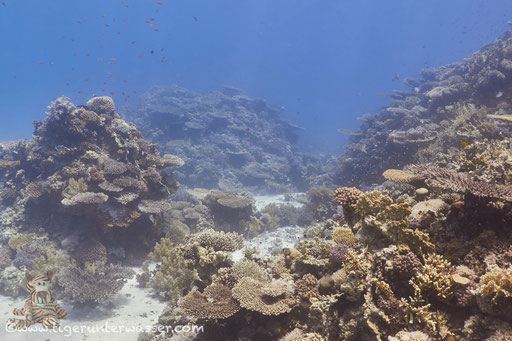 Carless Reef / Hurghada - Red Sea / Aquarius Diving Club