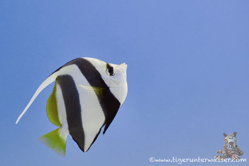 Schwarm Wimpelfisch / Schooling Bannerfish / Heniochus diphreutes / Fanadir Nord - Hurghada - Red Sea / Aquarius Diving Club 