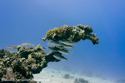 Fanadir Süd - Hurghada - Red Sea / Aquarius Diving Club