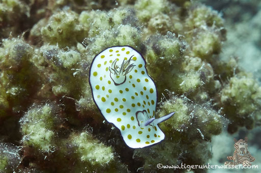 Ringel Sternschnecke / Chromodoris annulata / Shabrul - Hurghada - Red Sea / Aquarius Diving Club