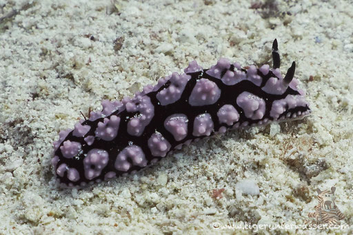 Pustel Warzenschnecke / Pink Spotted Nudibranch /  Phyllidiella pustulosa / Errough - Hurghada - Red Sea / Aquarius Diving Club