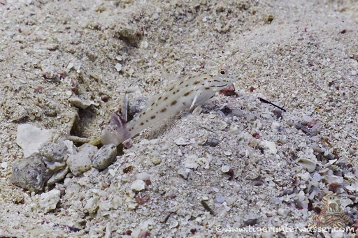 Rotmeer Partnergrundel / Seychelles shrimpgoby / Ctenogobiops maculosus / Disha Malagk -Hurghada - Red Sea / Aquarius Diving Club