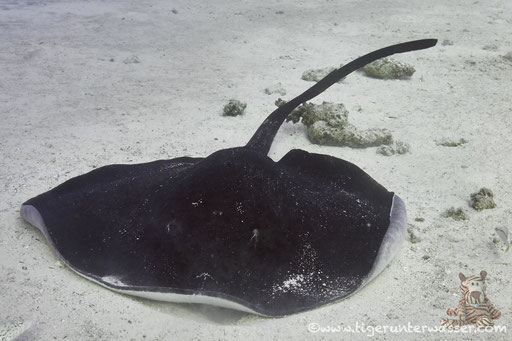 Schwarzpunt Stechrochen - blotched fantail ray - Taeniura meyeni / Errough - Hurghada - Red Sea / Aquarius Diving Club