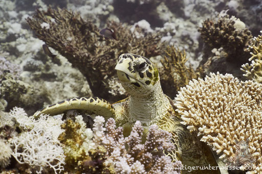 Echte Karettschildkröte / hawksbill sea turtle / Eretmochelys imbricata / Carless Reef - Hurghada - Red Sea / Aquarius Diving Club