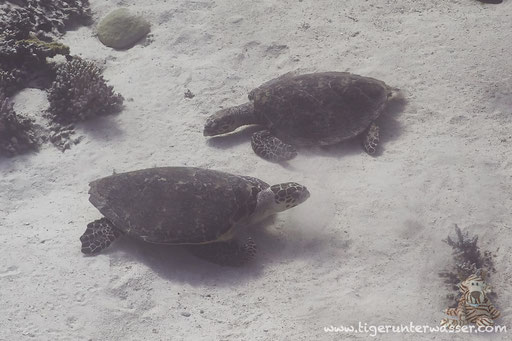 Echte Karettschildkröte / hawksbill sea turtle / Eretmochelys imbricata / Malagk Disha - Makadi Bay - Red Sea / Aquarius Diving Club