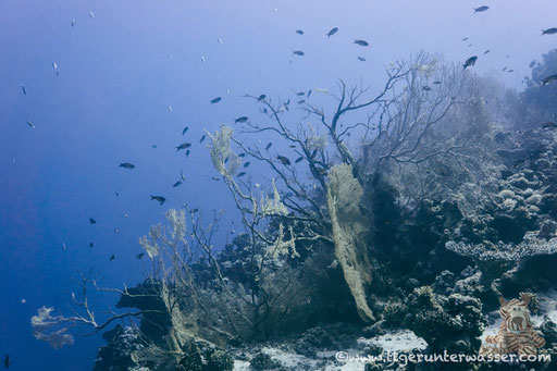 Erg Somaya / Hurghada - Red Sea / Aquariur Diving Club