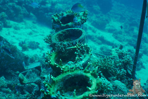 ??? / Shabrul - Hurghada -  Red Sea / Aquarius Diving Club