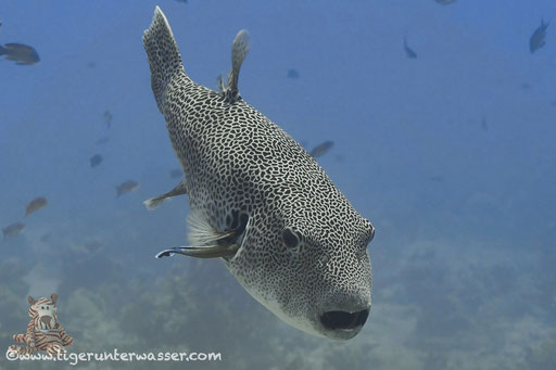 Riesen Kugelfisch / starry puffer / Arothron stellatus / Banana Reef - Hurghada - Red Sea / Aquarius Diving Club