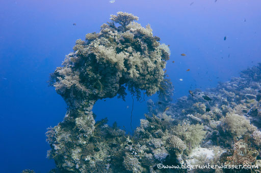 Carless Reef / Hurghada - Red Sea / Aquarius Diving Club