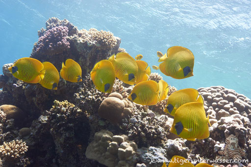 Masken Falterfisch / blue-cheeked butterflyfish / Chaetodon semilarvatus / Hurghada - Red Sea / Aquarius Diving Club