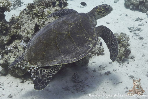 Echte Karettschildkröte / hawksbill sea turtle / Eretmochelys imbricata / Godda Abu Ramada East - Hurghada - Red Sea / Aquarius Diving Club
