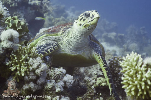 Echte Karettschildkröte / hawksbill sea turtle / Eretmochelys imbricata / Carless Reef - Hurghada - Red Sea / Aquarius Diving Club