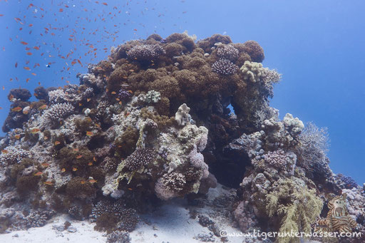 Abu Ramada Süd - Hurghada - Red Sea / Aquarius Diving Club