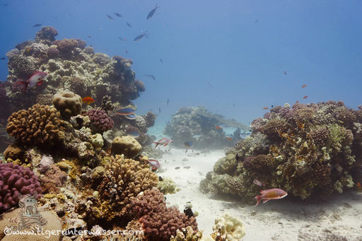 Errough / Hurghada - Red Sea / Aquarius Diving Club