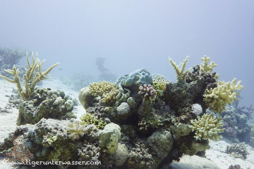 Shaab Abu Galawa / Hurghada - Red Sea / Aquarius Diving Club