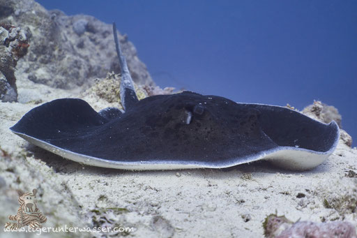 Schwarzpunt Stechrochen - blotched fantail ray - Taeniura meyeni / Fanadir South - Hurghada - Red Sea / Aquarius Diving Club