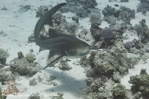 Zebrahai / Zebra Shark / Stegostoma fasciatum / Umm Kamar - Hurghada - Red Sea / Aquarius Diving Club