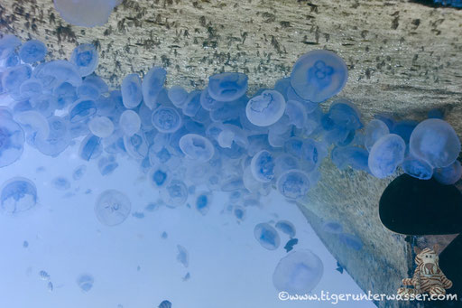 Ohrenqualle / moon jellyfish / Aurelia sp. / Erg Talata - Hurghada - Red Sea / Aquarius Diving Club