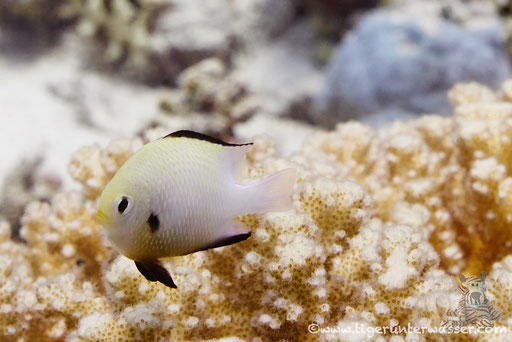 Arabischer Preussenfisch / Dascyllus marginatus / Shaab Sabina - Hurghada - Red Sea - Hurghada - Red Sea / Aquarius Diving Club