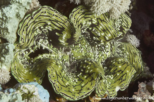 Schuppige Riesenauster / common giant clam / Pteria aegyptiaca / Hurghada - Red Sea / Aquarius Diving Club