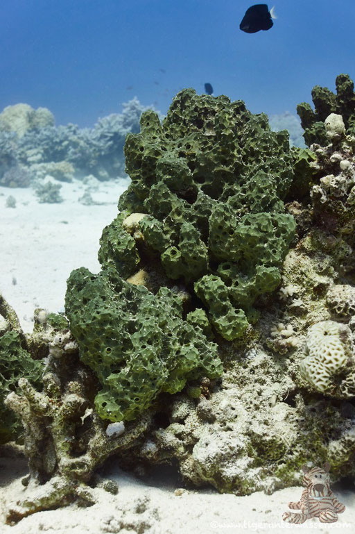 - Hurghada - Red Sea / Aquarius Diving Club 