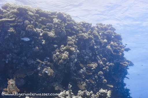 Ben El Gebal / Hurghada - Red Sea / Aquarius Diving Club