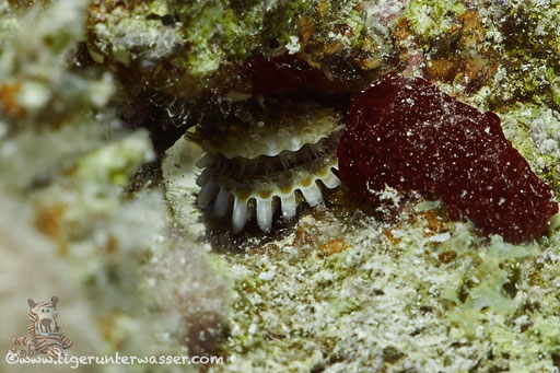 / Abu Ramada Süd - Hurghada - Red Sea / Aquarius Diving Club