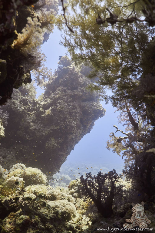 Carless Reef / Hurghada - Red Sea / Aquarius Diving Club