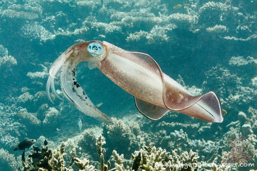 Lessons Riffkalmar / bigfin reef squid / Sepiotheutis lessoniana / Sakhwa Abu Galawa - Hurghada - Red Sea / Aquarius Diving Club