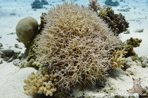 Stachelbusch Koralle / Seriatopora hystrix / Ben El Gebal - Hurghada - Red Sea / Aquarius Diving Club