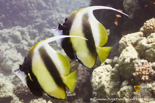 Rotmeer Wimpelfisch / Red Sea bannerfish / Heniochus intermedius / Hurghada - Red Sea / Aquarius Diving Club