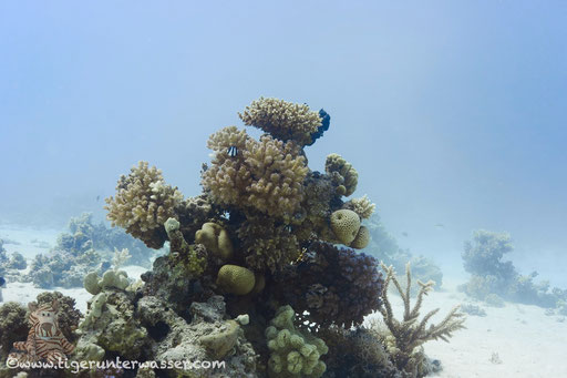 Fanus East / Hurghada - Red Sea / Aquarius Diving Club