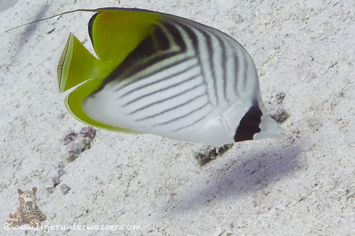 Fähnchen Falterfisch / threadfin butterflyfish / Chaetodon auriga / Hurghada - Red Sea / Aquarius Diving Club