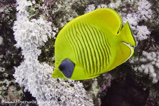 Masken Falterfisch / blue-cheeked butterflyfish / Chaetodon semilarvatus / Hurghada - Red Sea / Aquarius Diving Club