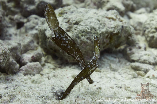 Seegras Geisterpfeifenfisch / Robust Ghost Pipefish / Solenostromus cyanopterus / Abu Ramada Süd - Hurghada - Red Sea / Aquarius Diving Club